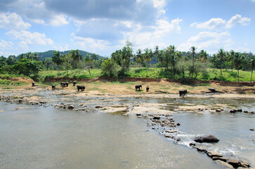 A herd of elephants, by the river on a sunny day, Sri Lanka