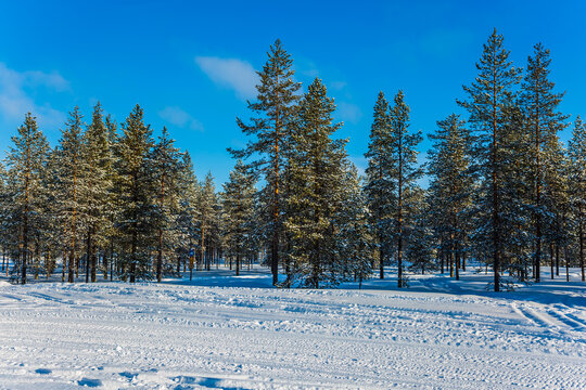  Snowy morning in a pine forest