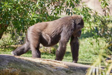 A large gorilla walks among the trees