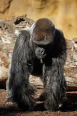 A large male gorilla stands on 4 paws with its muzzle forward.