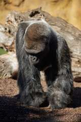 A large male gorilla stands on 4 paws with its muzzle forward.