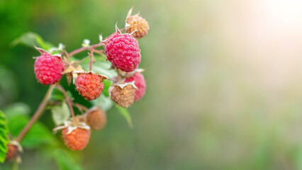 Red ripe raspberry berries in the garden on a bush