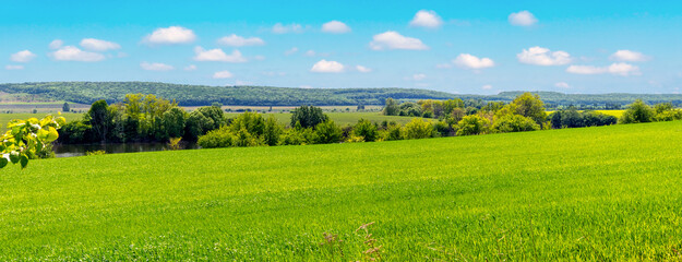 Fototapeta na wymiar A wide field with green grass, trees and forest in the distance and a picturesque cloudy sky. Summer landscape with a green field