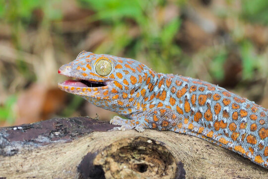 Tokek head closeup on nature background, animal closeup, gecko lizard