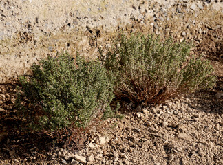 Thyme plants in a flowerbed near a reinforced concrete wall