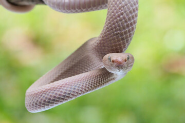 Mangrove Pit Viper closeup on the branch. Mangrove Pit Viper (Trimeresurus purpureomaculatus),...