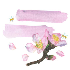 Pink flower of a fruit tree - apple, cherry, sakura. Pink watercolor brushstrokes. Watercolor illustrations.