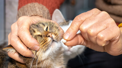 A woman is holding a pill and a cat. A woman gives a cat a pill