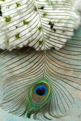 peacock feather, Feather, beautiful feather, background, beautiful background, metallic, nature
