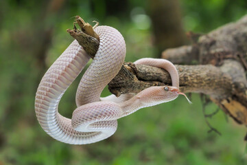 Mangrove Pit Viper closeup on the branch. Mangrove Pit Viper (Trimeresurus purpureomaculatus), viper, rattlesnake