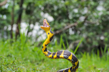 Boiga snake dendrophila yellow ringed, animal closeup, animal attack