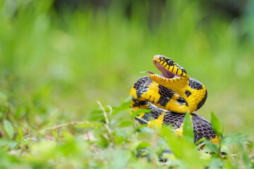 Boiga snake dendrophila yellow ringed, animal closeup, animal attack