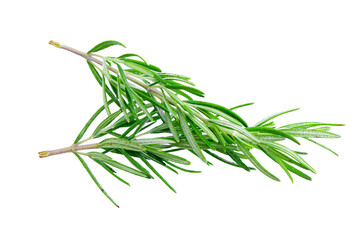 Fototapeta premium Rosemary