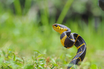 Boiga snake dendrophila yellow ringed, animal closeup, animal attack