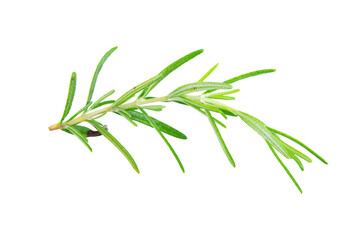 Fototapeta premium Rosemary