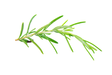 Rosemary