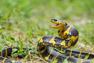 Boiga snake dendrophila yellow ringed, animal closeup, animal attack