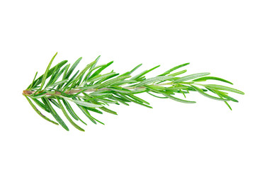 Fototapeta premium Rosemary