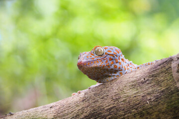 Tokek head closeup on nature background, animal closeup, gecko lizard