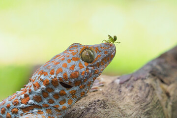 Tokek head closeup on nature background, animal closeup, gecko lizard