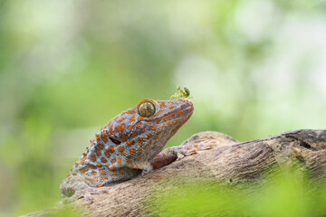 Tokek head closeup on nature background, animal closeup, gecko lizard