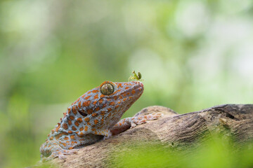 Tokek head closeup on nature background, animal closeup, gecko lizard