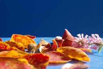 Parcours découverte d'un escargot et feuilles orangée un jour d'automne.