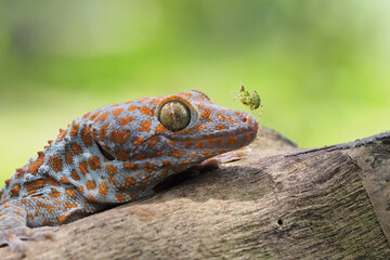 Tokek head closeup on nature background, animal closeup, gecko lizard