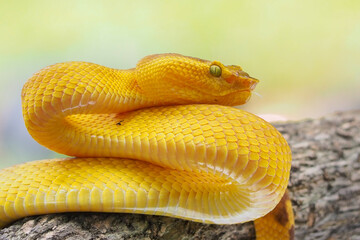 Yellow flat-nosed viper Craspedocephalus or ( Trimeresurus puniceus ) hanging on a branch.  Bothriechis schlegelii, beautiful colored venomous pit viper