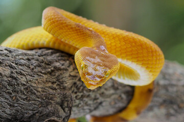 Yellow flat-nosed viper Craspedocephalus or ( Trimeresurus puniceus ) hanging on a branch.  Bothriechis schlegelii, beautiful colored venomous pit viper