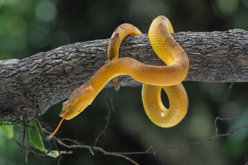 Yellow flat-nosed viper Craspedocephalus or ( Trimeresurus puniceus ) hanging on a branch.  Bothriechis schlegelii, beautiful colored venomous pit viper