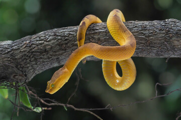 Yellow flat-nosed viper Craspedocephalus or ( Trimeresurus puniceus ) hanging on a branch.  Bothriechis schlegelii, beautiful colored venomous pit viper