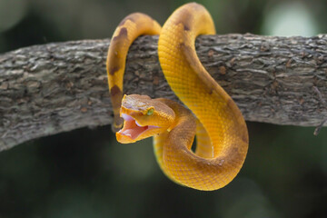 Yellow flat-nosed viper Craspedocephalus or ( Trimeresurus puniceus ) hanging on a branch.  Bothriechis schlegelii, beautiful colored venomous pit viper