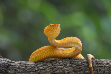Yellow flat-nosed viper Craspedocephalus or ( Trimeresurus puniceus ) hanging on a branch.  Bothriechis schlegelii, beautiful colored venomous pit viper