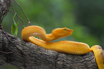 Yellow flat-nosed viper Craspedocephalus or ( Trimeresurus puniceus ) hanging on a branch.  Bothriechis schlegelii, beautiful colored venomous pit viper