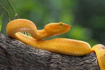 Yellow flat-nosed viper Craspedocephalus or ( Trimeresurus puniceus ) hanging on a branch.  Bothriechis schlegelii, beautiful colored venomous pit viper