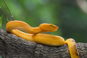 Yellow flat-nosed viper Craspedocephalus or ( Trimeresurus puniceus ) hanging on a branch.  Bothriechis schlegelii, beautiful colored venomous pit viper