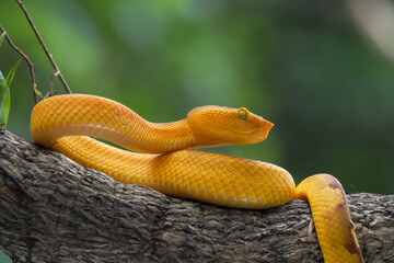 Yellow flat-nosed viper Craspedocephalus or ( Trimeresurus puniceus ) hanging on a branch.  Bothriechis schlegelii, beautiful colored venomous pit viper