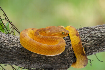 Yellow flat-nosed viper Craspedocephalus or ( Trimeresurus puniceus ) hanging on a branch.  Bothriechis schlegelii, beautiful colored venomous pit viper