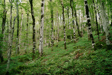 Forest on a mountain slope in the park of Biogradska Gora. Montenegro