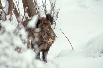 Massive wild boar (Sus scrofa) standing in snowy woodland. Italian alps mountains, January.