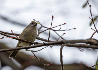 Eurasian blackcap (Sylvia atricapilla) spotted outdoors in Dublin, Ireland