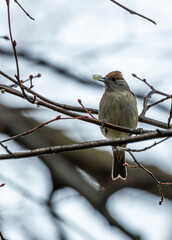 Eurasian blackcap (Sylvia atricapilla) spotted outdoors in Dublin, Ireland