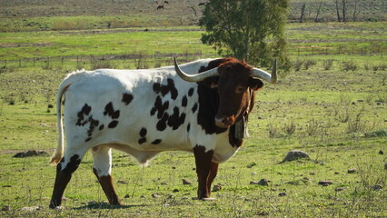 Fighting bull in the meadow of Algar Cadiz in Spain
