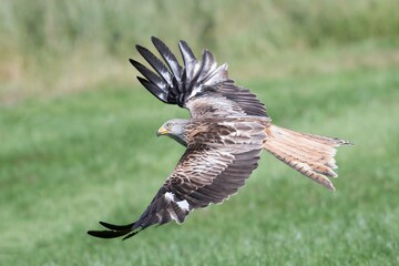 Red kite in flight