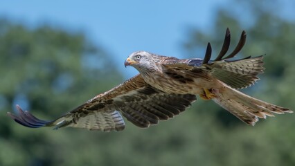 Red kite in flight