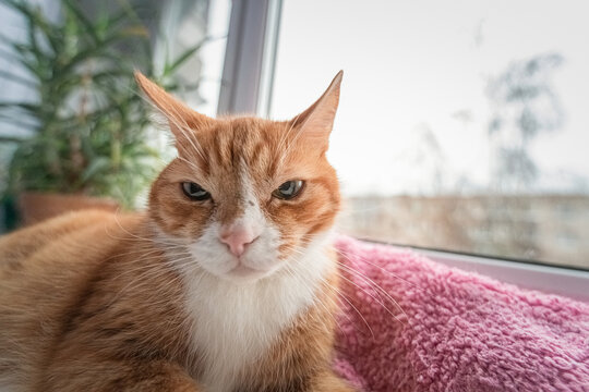 Portrait of a beautiful red cat on the windowsill, photographed with a wide-angle lens.