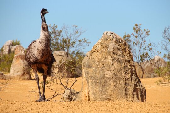 emu at pinnacles park in australia