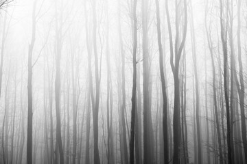 Trees in fog, black and white picture