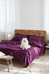 White fluffy dog sitting on purple bed in white bedroom with Scandinavian interior. Dog sitting on bed and looking at camera.